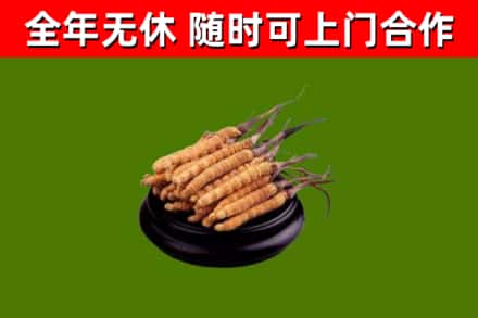 乐安回收冬虫夏草