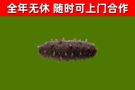乐安回收海参干
